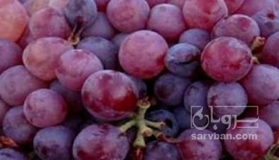 فروش انگور