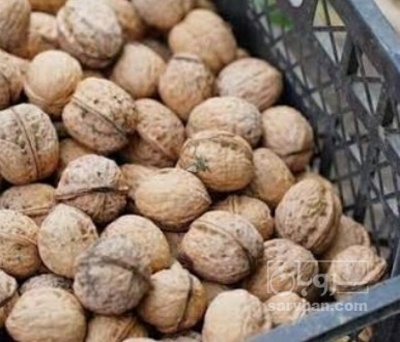 فروش گردو