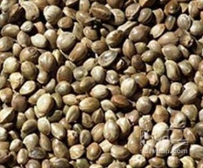 فروش شاهدانه (گیاه‌ دارویی)