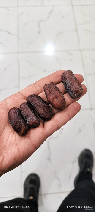 فروش خرما پیارم
