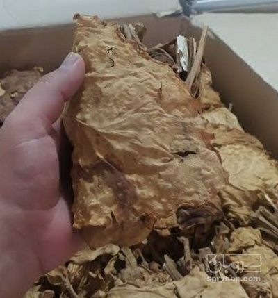 فروش تنباکو کوهی دو مزه (گیاه‌ دارویی)