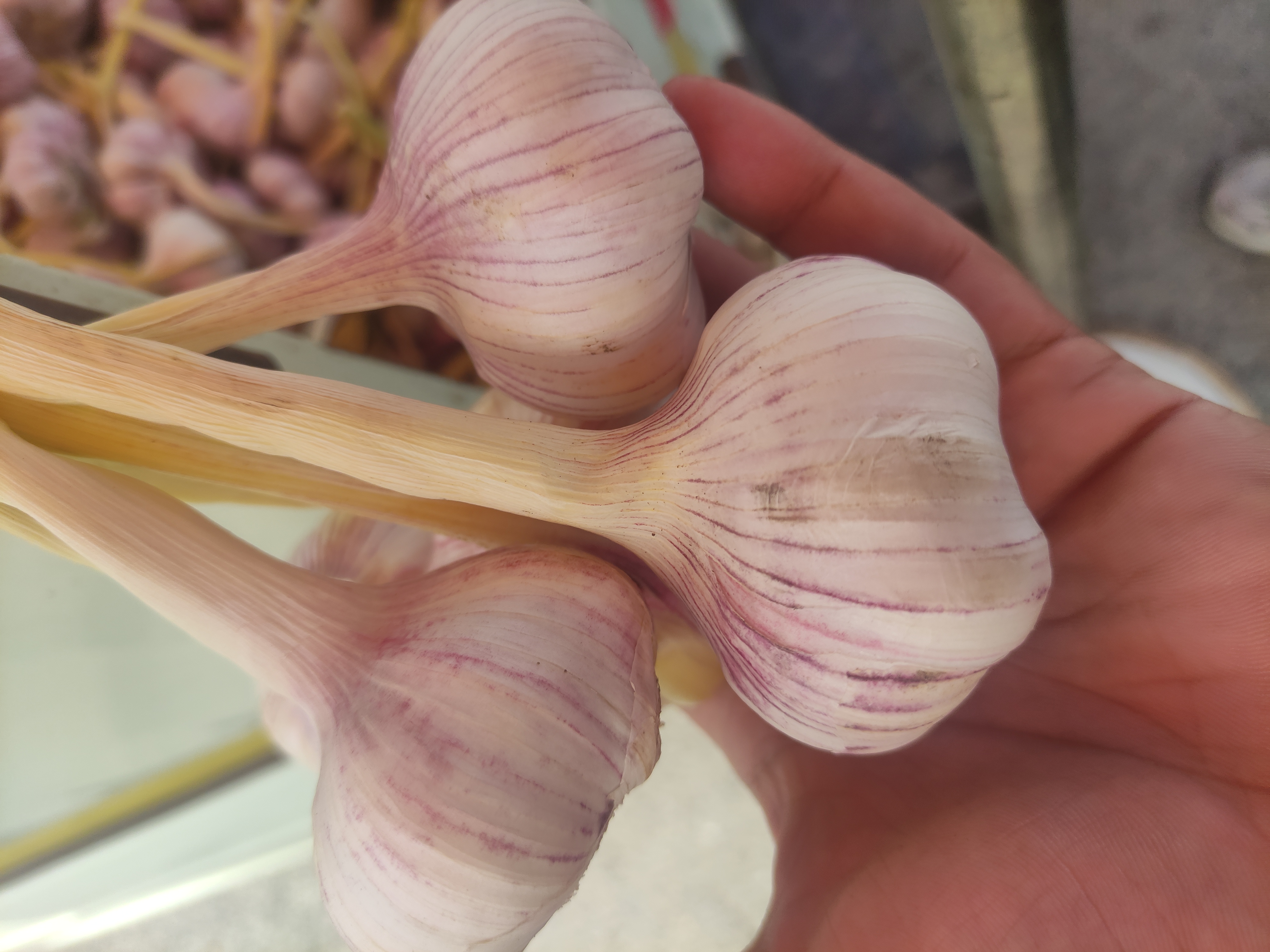 فروش سیر
