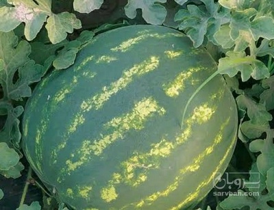 فروش هندوانه
