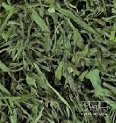 فروش تره خشک