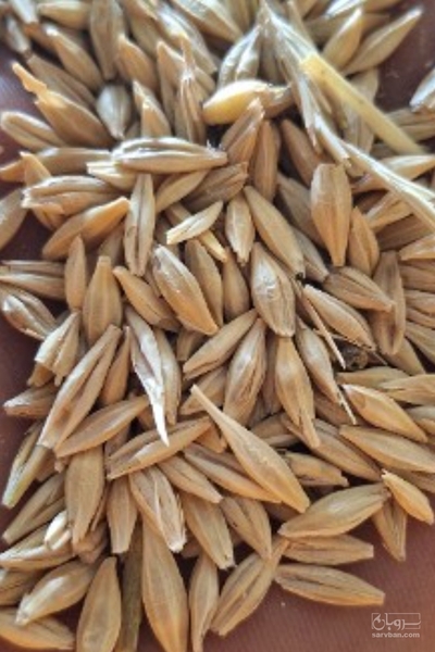 فروش جو