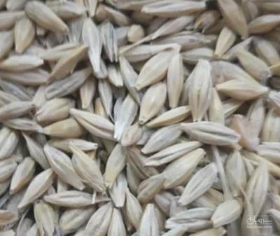 فروش جو