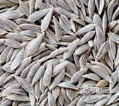 فروش  بذر کاهو