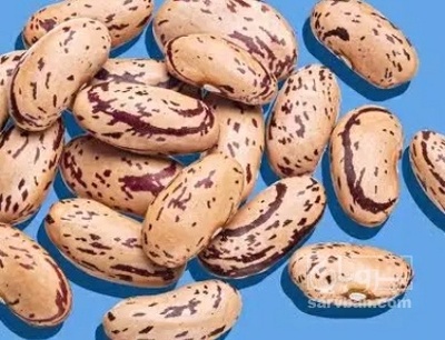 فروش لوبیا چیتی