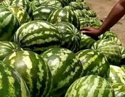 فروش هندوانه