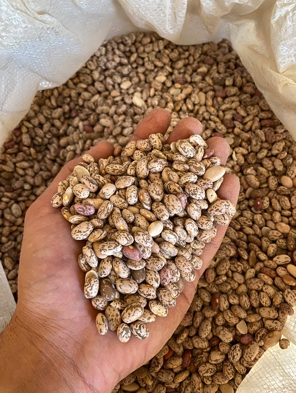 فروش لوبیا چیتی