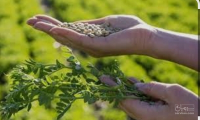 فروش عدس سبز درشت