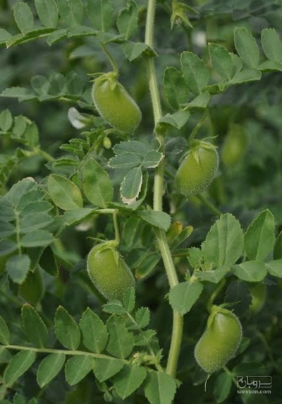 فروش نخود