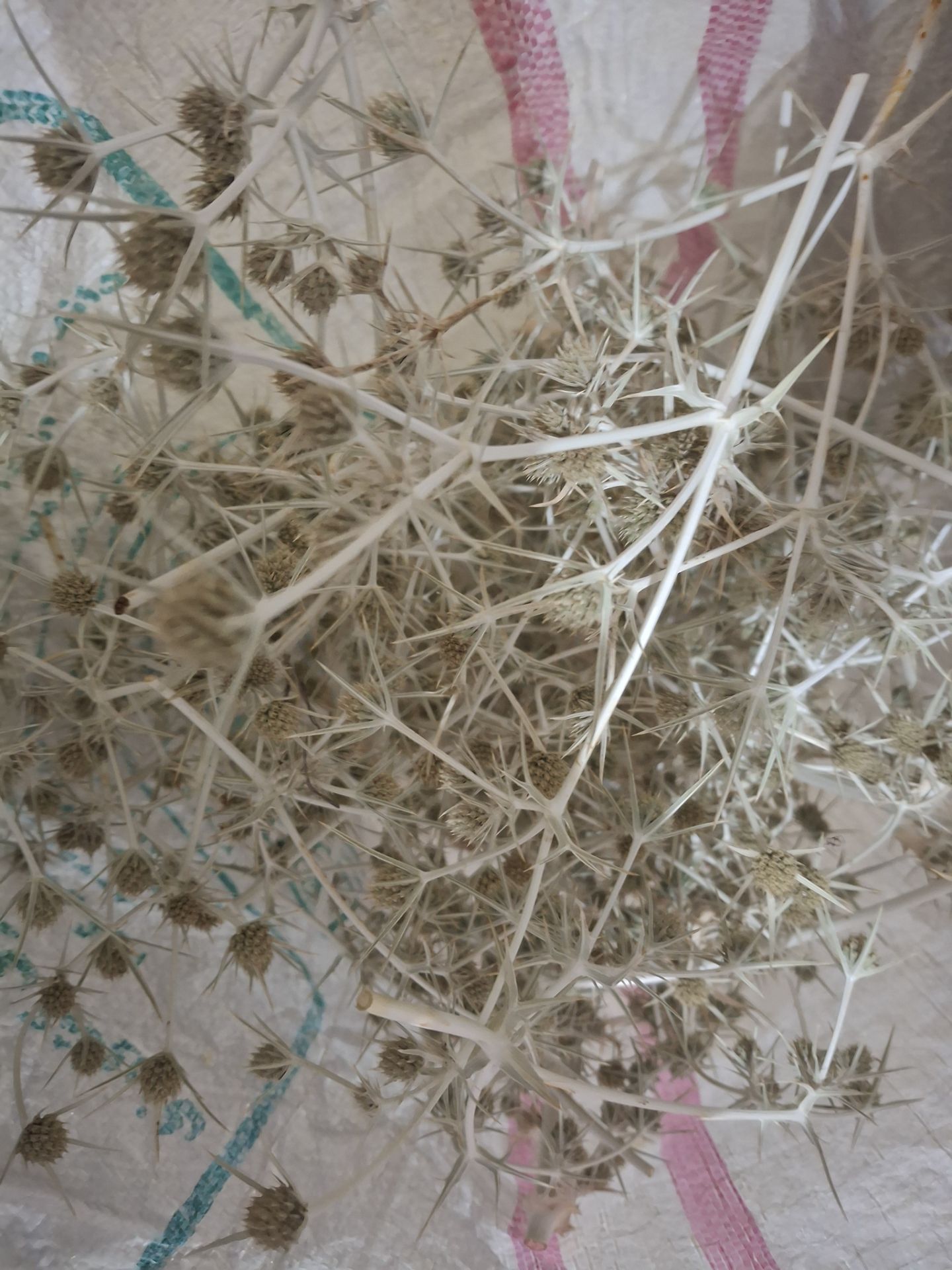 فروش بوقناق (گیاه‌ دارویی)