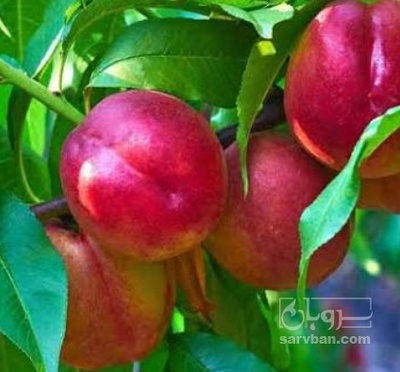 فروش شلیل