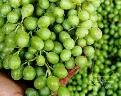 فروش غوره