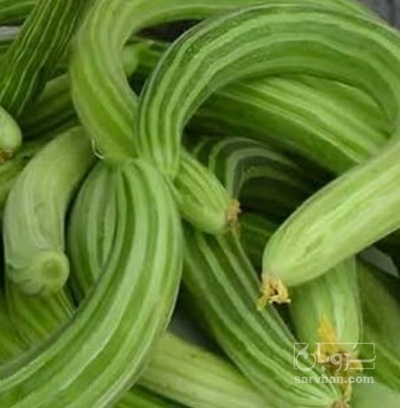 فروش خیار چنبر