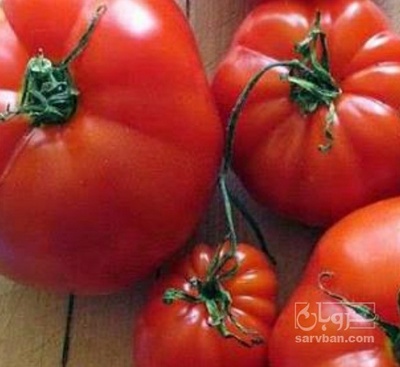 فروش گوجه فرنگی