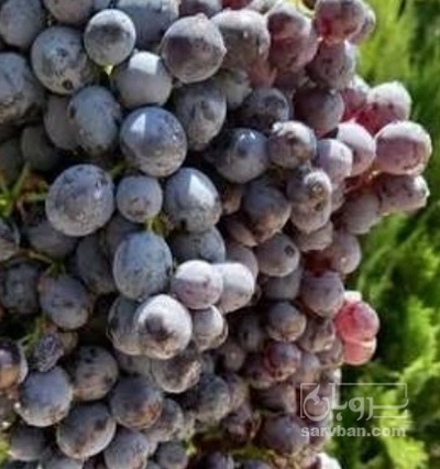 فروش انگور