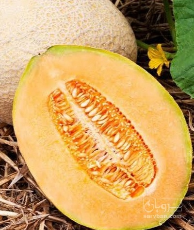 فروش خربزه محلی