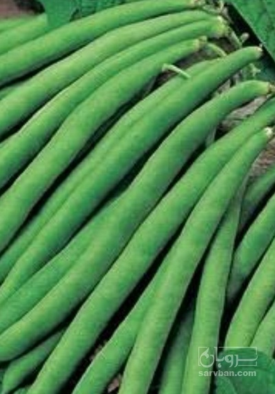 فروش لوبیا سبز