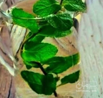 فروش عرق نعناع