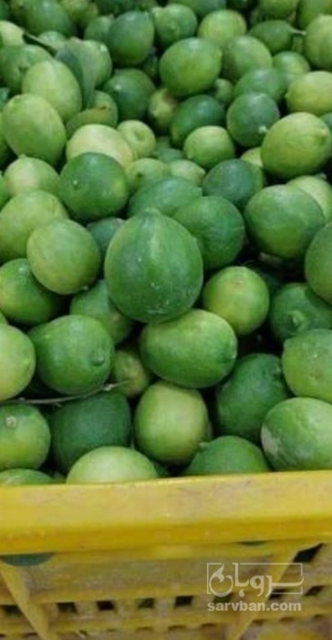 فروش لیمو ترش