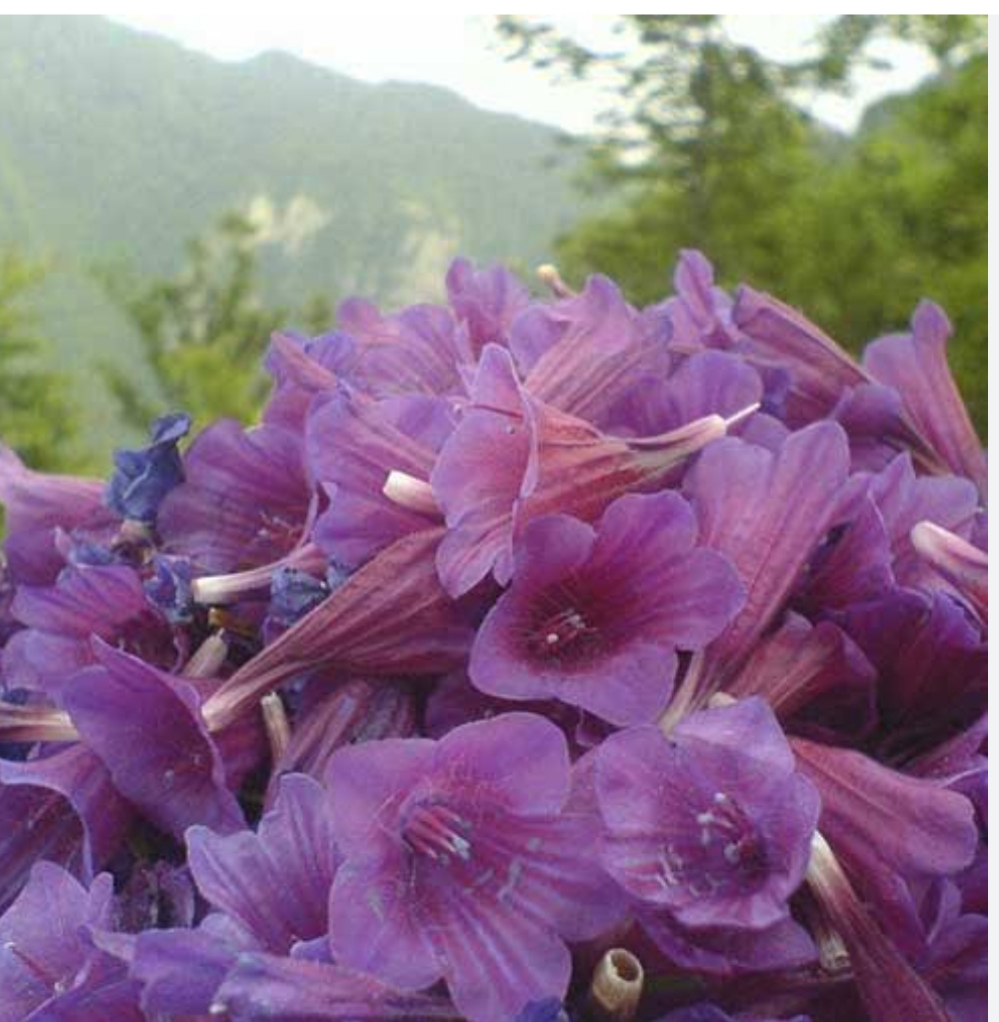 فروش گل گاو زبان - گاوزبان (گیاه‌ دارویی)