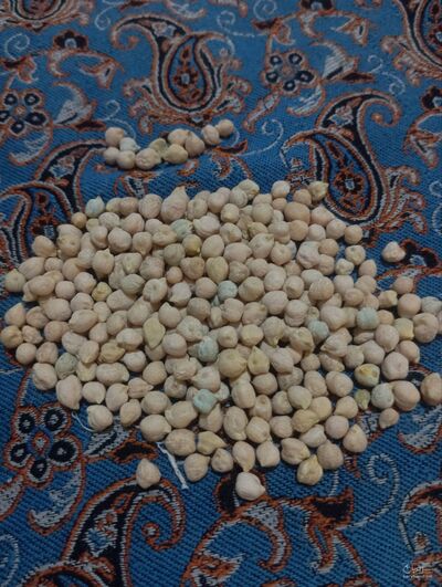 فروش نخود