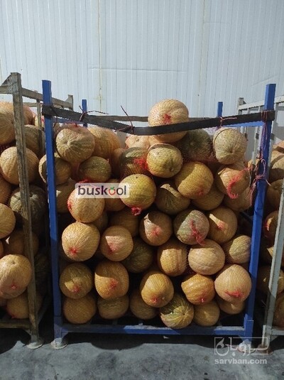 فروش کدو