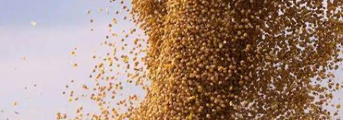 فروش کنجاله سویا