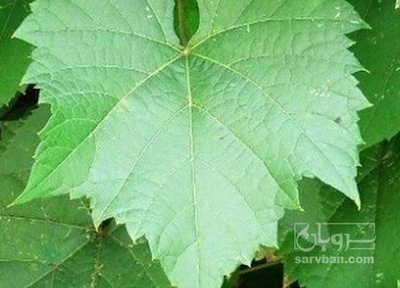 فروش برگ انگور - برگ مو