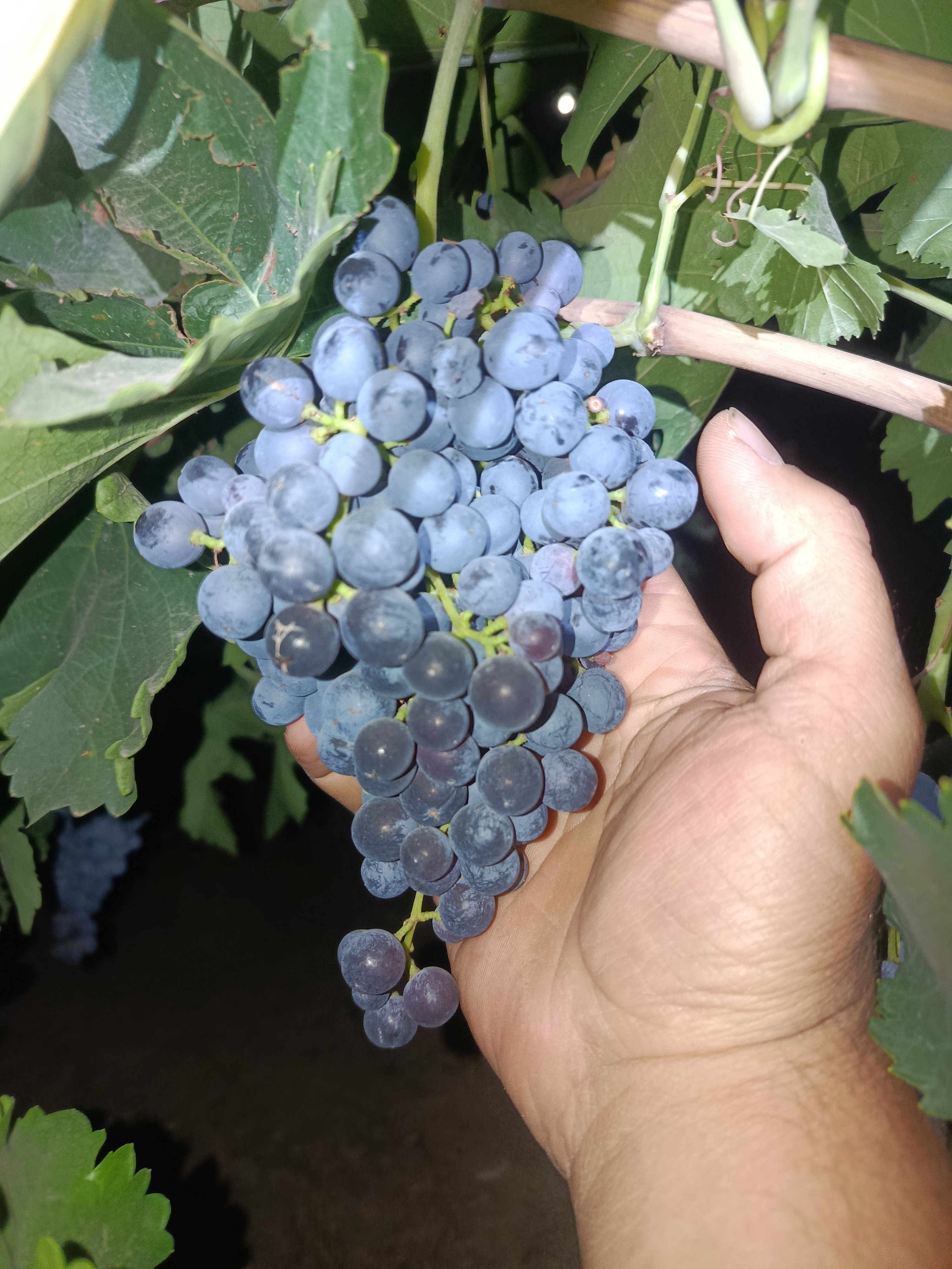 فروش انگور