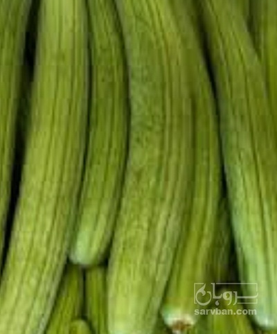 فروش خیار چنبر محلی