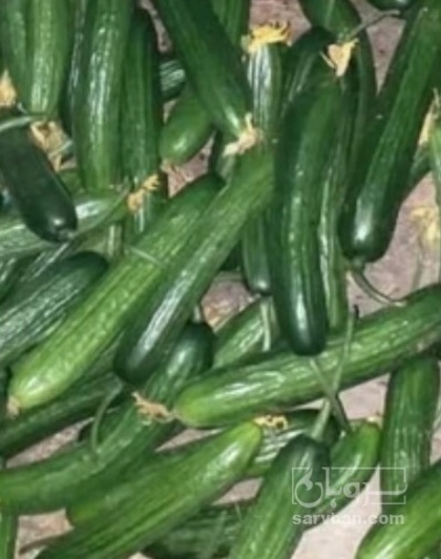 فروش خیار خیار شوری