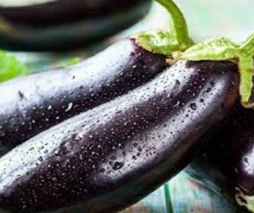 فروش بادمجان