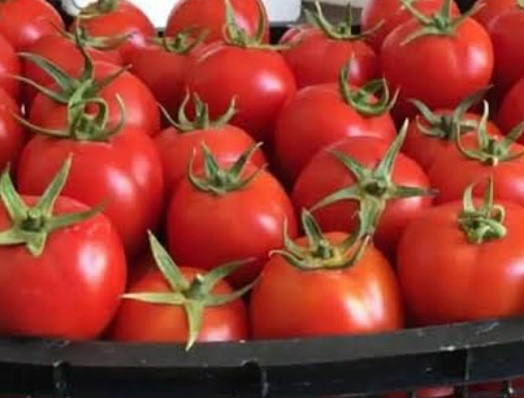 فروش گوجه فرنگی