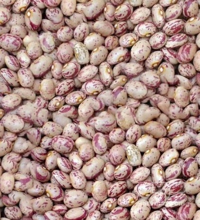 فروش لوبیا چیتی