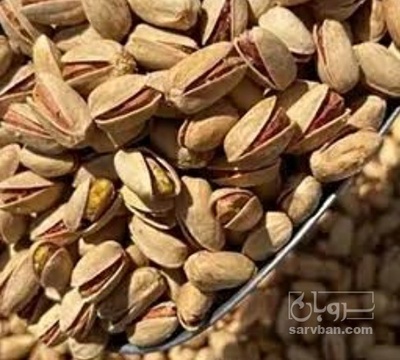فروش پسته کله قوچی