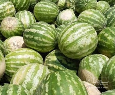فروش هندوانه