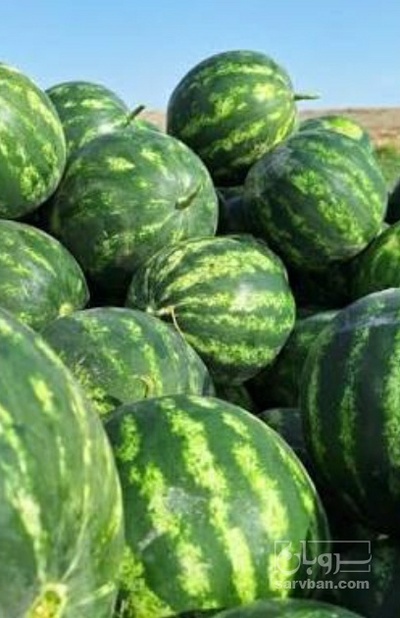 فروش هندوانه