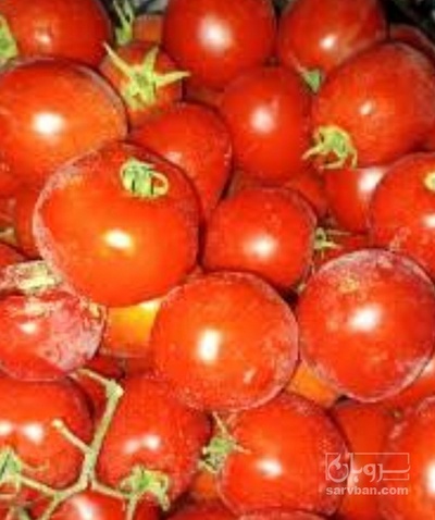 فروش گوجه فرنگی ربی