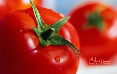 فروش گوجه فرنگی