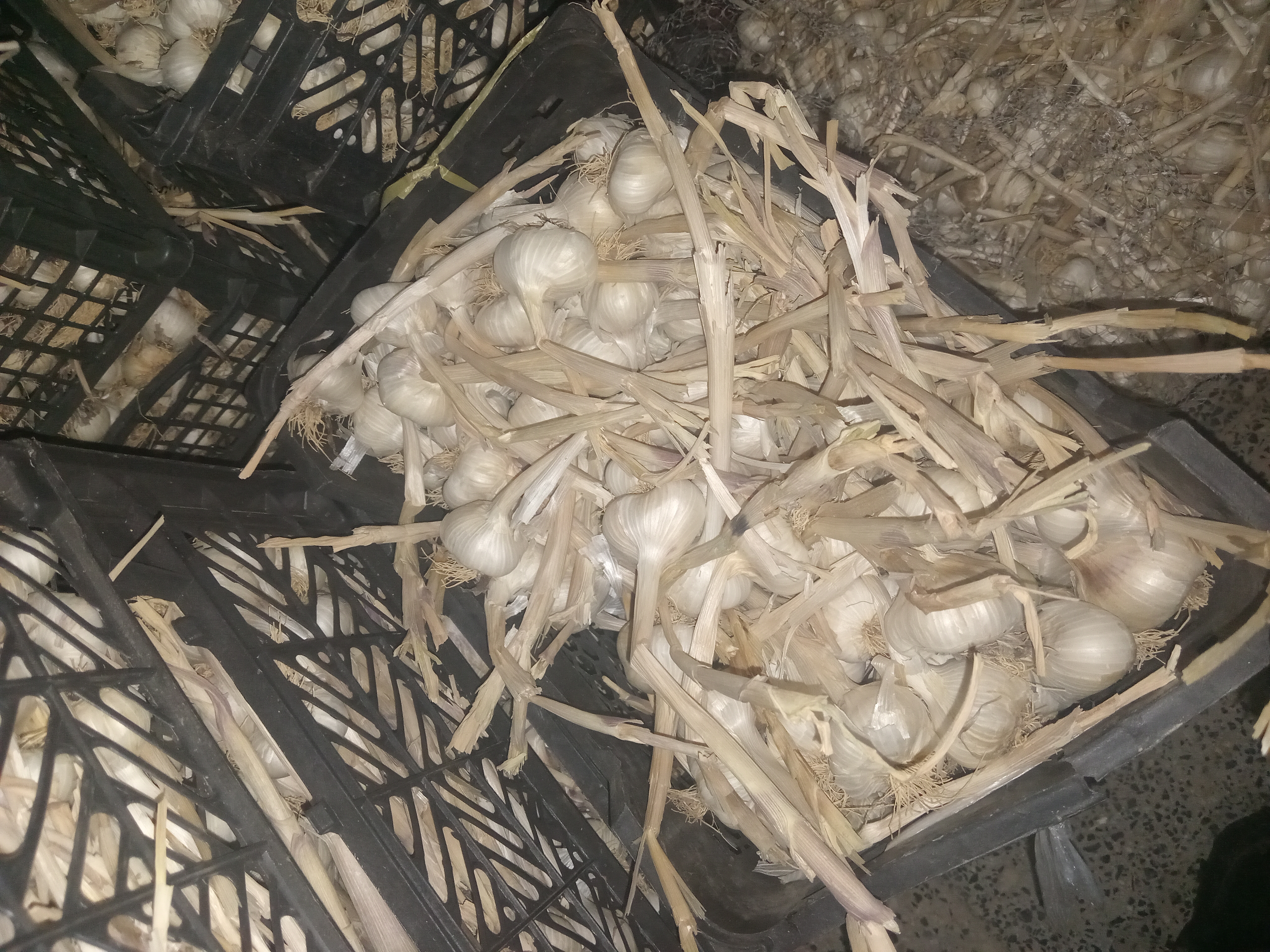 فروش سیر