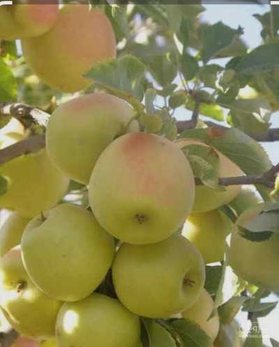 فروش سیب زرد صادراتی