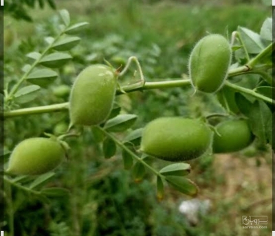 فروش نخود