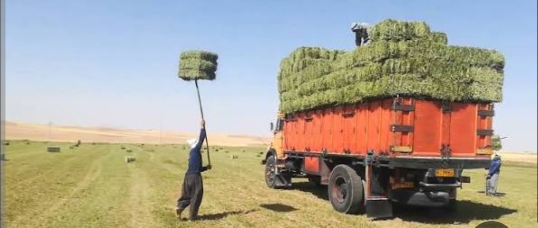 فروش یونجه