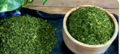 فروش اسفناج
