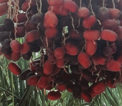 فروش خرما