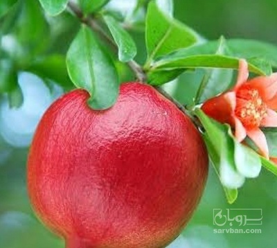 فروش انار