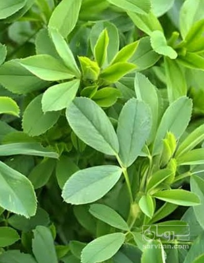 فروش یونجه